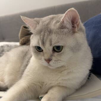 The avatar of Katt