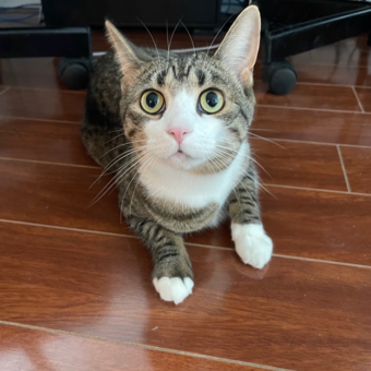 Το avatar του Jackie