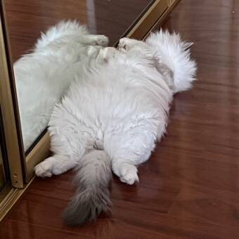 The avatar of Cecilia