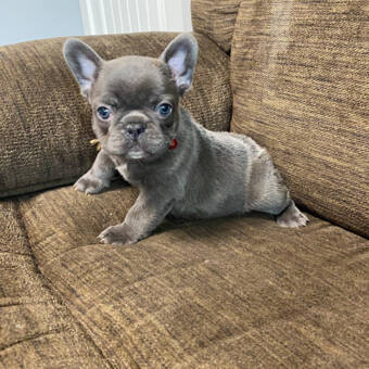 Henkilön Emily avatar