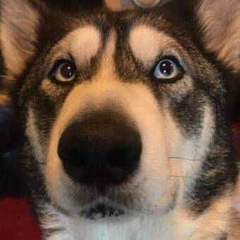 The avatar of Shannon