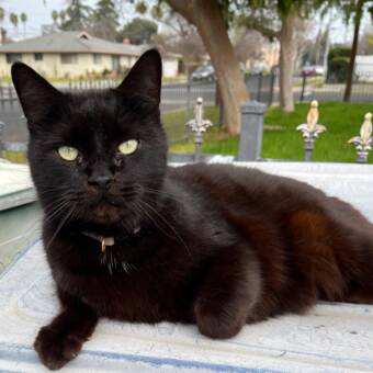 Το avatar του Tima