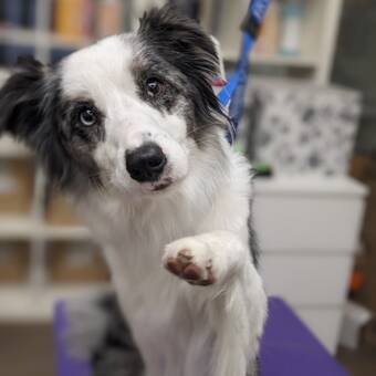 อวตารของ Diana