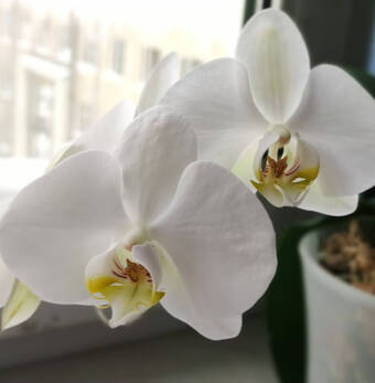 The avatar of Renata